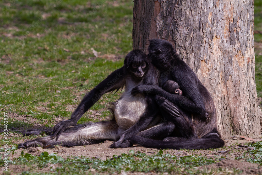 little wild black and white monkey colobus on the grass near a tree near the jungle in spring
little wild black and white monkey colobus on the grass near a tree near the jungle in spring