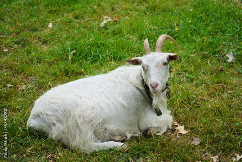 Old white goat resting on the grass