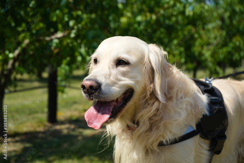 Beautifull happy yellow golden retriever close up with harness on a sunny  day foto de Stock | Adobe Stock