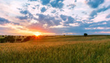 Beautiful sunset over wheat field. Rural nature scenery