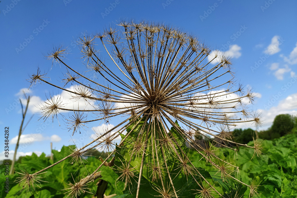 Fototapeta premium one dry cow parsnip outside