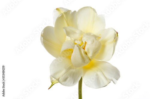 Tender yellow tulip flower isolated on white background.