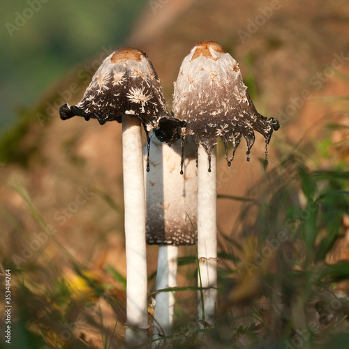 Foto Shaggy Ink cap mushrooms in a woodland, North Yorkshire, England, United Kingdom