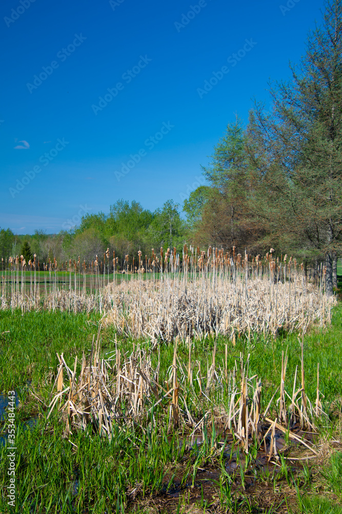 Fototapeta premium Quenouilles mortes en bordure d'un lac au printemps au Québeec, Canada