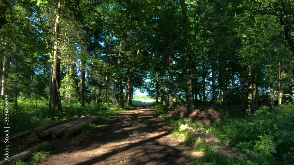 Walking on forest trail path. Trees and undergrowth covering forest soil. Sun shining through tree branches. Wide shot, forward dolly moving Walking on forest trail path. Trees and undergrowth covering forest soil. Sun shining through tree branches. Wide shot, forward dolly moving