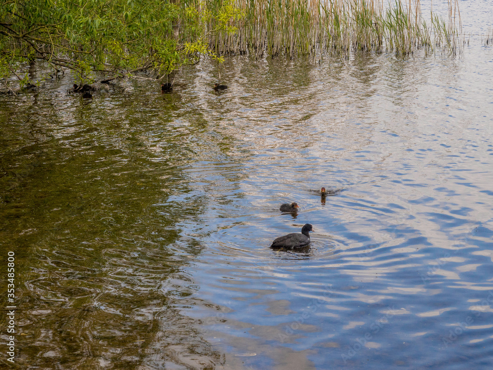 Very young Coot chicks out with parent coot learning to look for food, Pickmere lake, Pickmere, Knutsford, Cheshire Very young Coot chicks out with parent coot learning to look for food, Pickmere lake, Pickmere, Knutsford, Cheshire