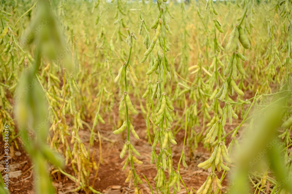 Obraz premium Green Soy