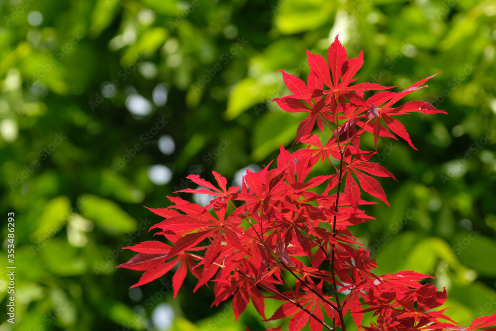 Acer palmatum, commonly known as red emperor maple, palmate maple, Japanese maple or smooth Japanese-maple (Japanese: irohamomiji or momiji) Red leaves on a green background with an empty field. Acer palmatum, commonly known as red emperor maple, palmate maple, Japanese maple or smooth Japanese-maple (Japanese: irohamomiji or momiji) Red leaves on a green background with an empty field.
