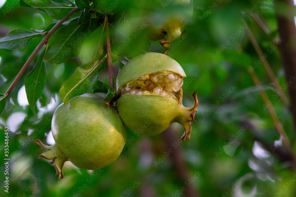 Green pomegranate fruit hanging on a tree branch in the garden. Green pomegranate fruit hanging on a tree branch in the garden.
