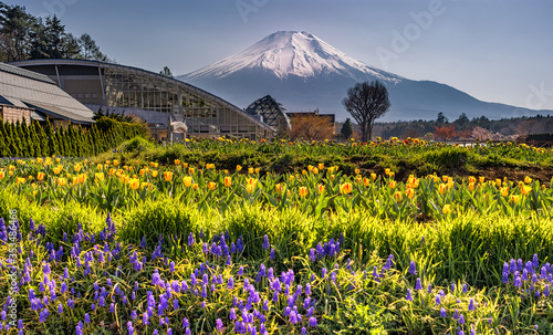 Yamanakako Hanano Miyako Koen park with iconic Mount Fuji in the background photo