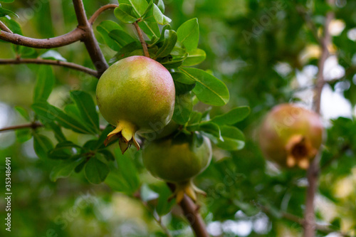 Green pomegranate fruit hanging on a tree branch in the garden. 