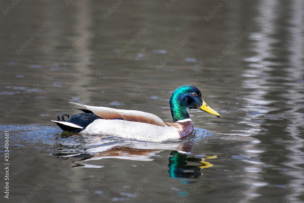 Drake Mallard Portrait, an up close and personal view of a Drake Mallard in water. Drake Mallard Portrait, an up close and personal view of a Drake Mallard in water.