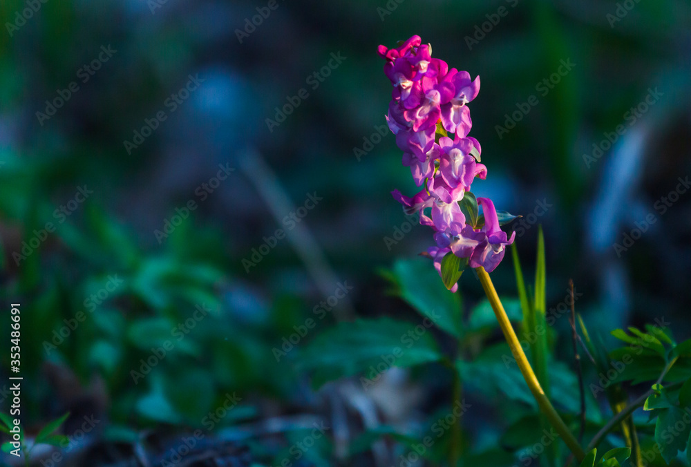 Beautiful purple wild flower in sunset. Spring forest Beautiful purple wild flower in sunset. Spring forest