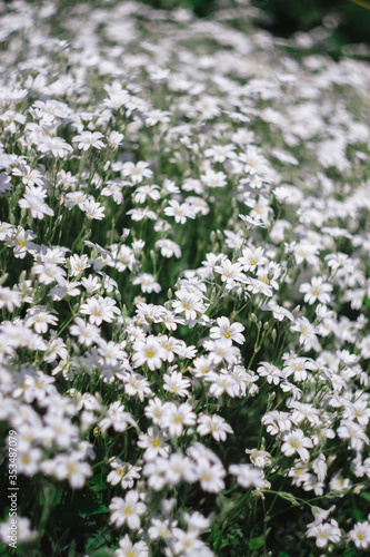 Decorative small white flowers. Carpet of white flowers.