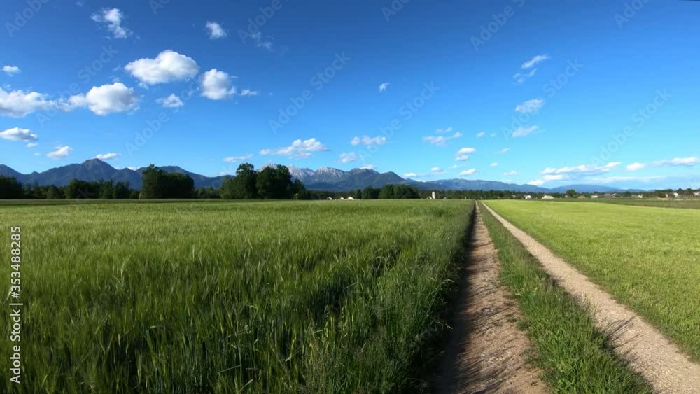 Farming field covered with young green wheat. Straight dirt tracks. Alps mountains in background. Wide shot, forward dolly moving Farming field covered with young green wheat. Straight dirt tracks. Alps mountains in background. Wide shot, forward dolly moving