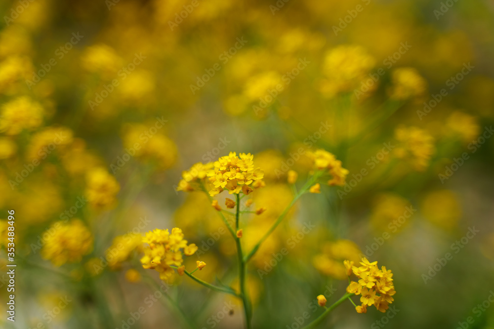 Rape bush in the wild Rape bush in the wild