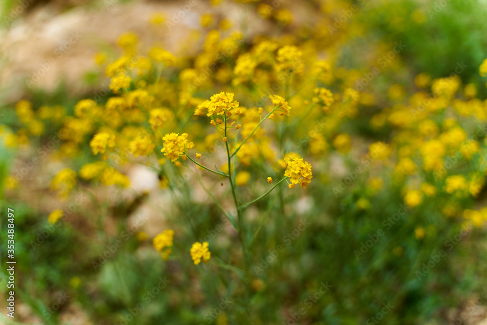 Rape bush in the wild