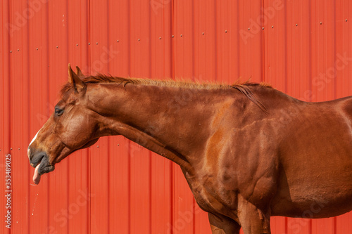 Fototapeta Naklejka Na Ścianę i Meble -  A chestnut horse sticking his tongue out with saliva dripping from it against a red shed wall in the sun.