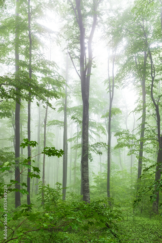 Fototapeta premium Amazing view of a morning fog in a spring forest, Balkan Mountains, Bulgaria.