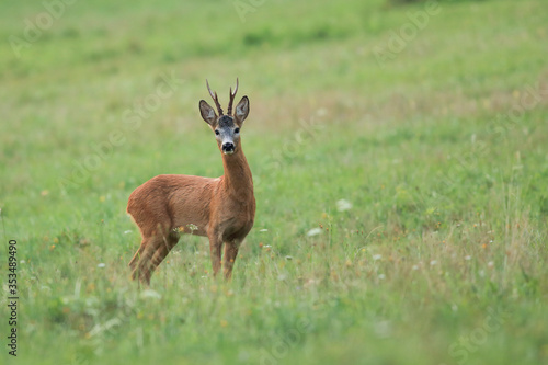 Dominant roe deer, capreolus capreolus, back standing in his territory.Roe buck on the meadow, spring.