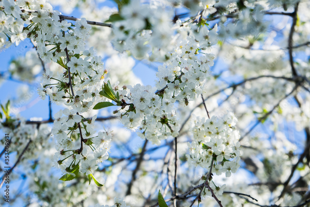 blooming cherry in the spring garden. Bloom. White flowers of cherry blossomed. Orchard