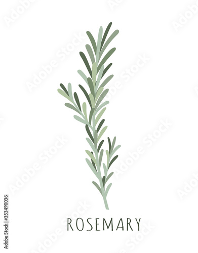 rosemary herb and spice illustration on white