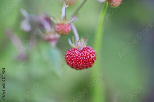 Close-up of wild strawberry on green background, Fragaria vesca.