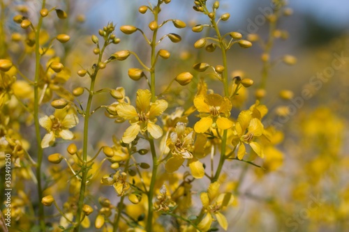 Textured yellow blooms emerge from Desert Senna, Senna Armata, Fabaceae, native shrub in the periphery of Twentynine Palms, Southern Mojave Desert, Springtime.