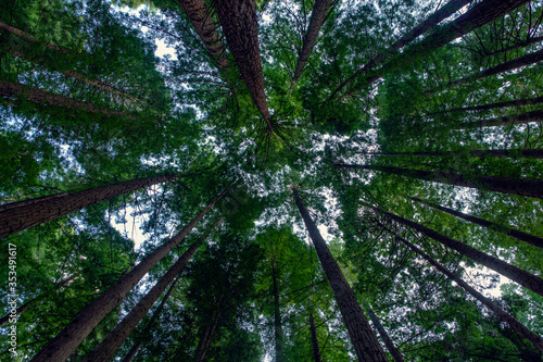 Bosque de sequoias en cantabria fotografiados desde abajo