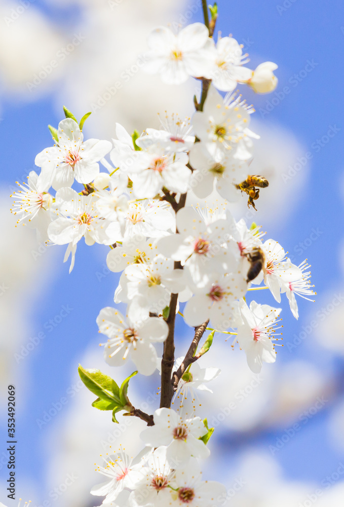 Spring blooming sakura cherry flowers branch