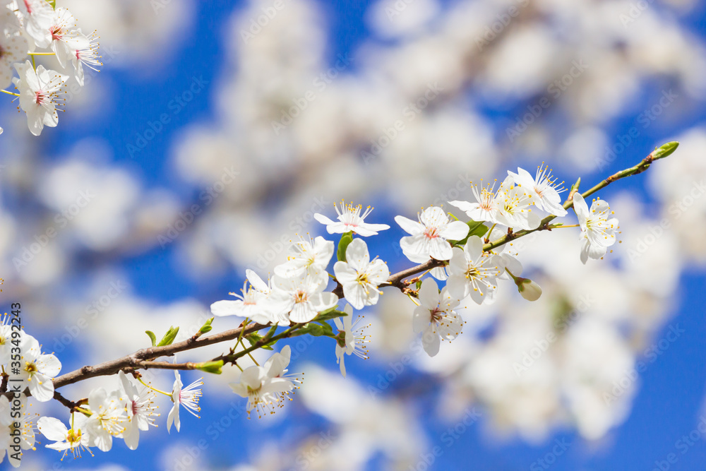 Spring blooming sakura cherry flowers branch Spring blooming sakura cherry flowers branch