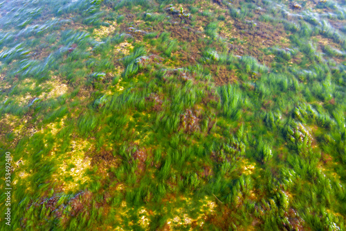 Slippery green algae grow on a plate in the tidal zone under the sun.