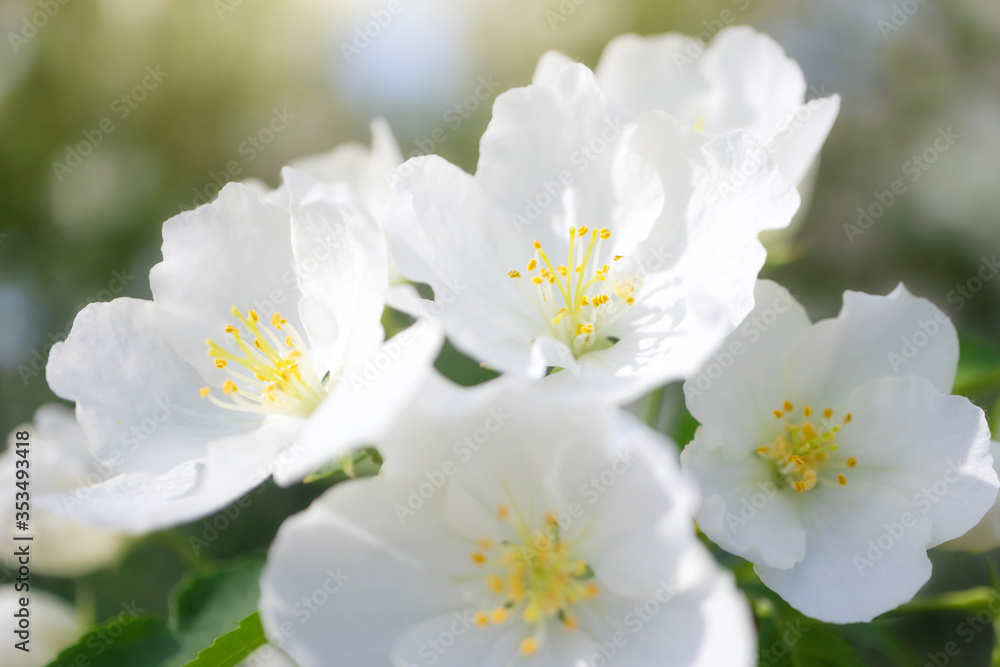 White flowers of apple trees bloom on a branch. Close-up. The concept of spring, summer, flowering, holiday. Image for banner, postcards.