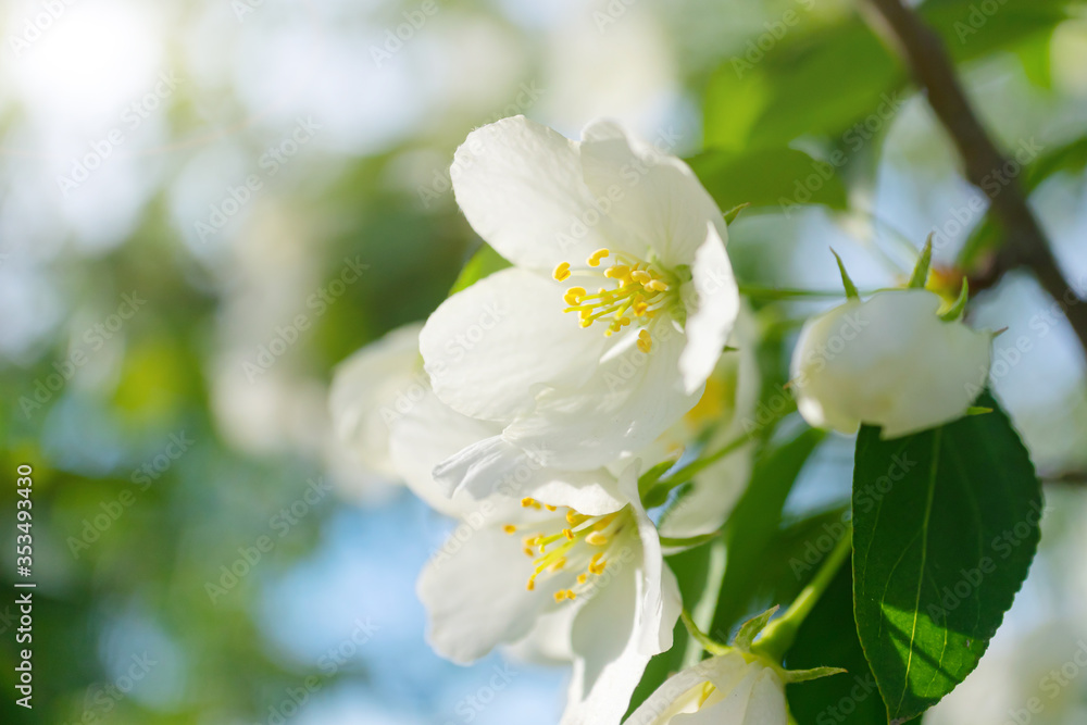White flowers of apple trees bloom on a branch. Close-up. The concept of spring, summer, flowering, holiday. Image for banner, postcards. White flowers of apple trees bloom on a branch. Close-up. The concept of spring, summer, flowering, holiday. Image for banner, postcards.