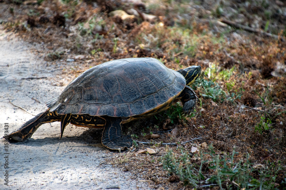 A single River Cooter (Pseudemys concinna) crossing a asphalt road