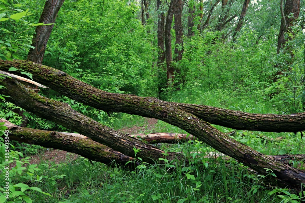 Obraz premium fallen dead trees in the forest