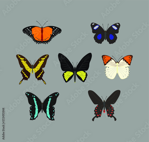 collection of different butterfly. illustration for web and mobile design.