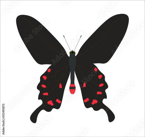 pachliopta kotzebuea butterfly. illustration for web and mobile design. photo