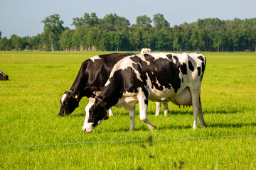 Dutch group of cows outside during sunny Spring weather in the Netherlands Noordoostpolder Flevoland