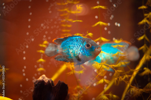 Blue decorative fish in an aquarium.