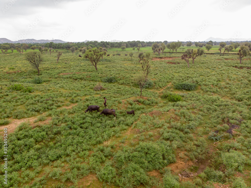 Aerial view of green agricultural fields. Taken by a drone Aerial view of green agricultural fields. Taken by a drone
