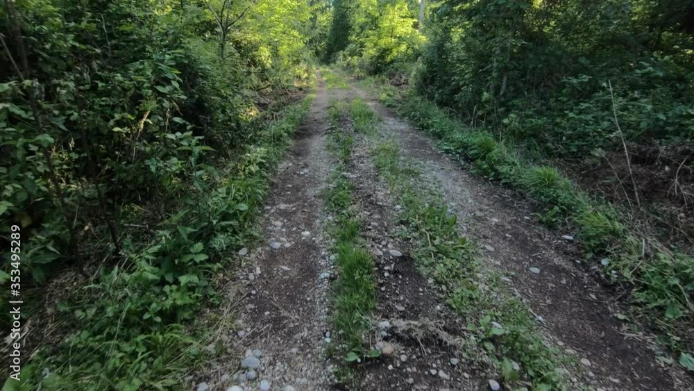 Walking looking down in deep green forest. Trees and undergrowth covering forest soil. Sun shining on leaves. Wide shot, forward dolly moving Walking looking down in deep green forest. Trees and undergrowth covering forest soil. Sun shining on leaves. Wide shot, forward dolly moving