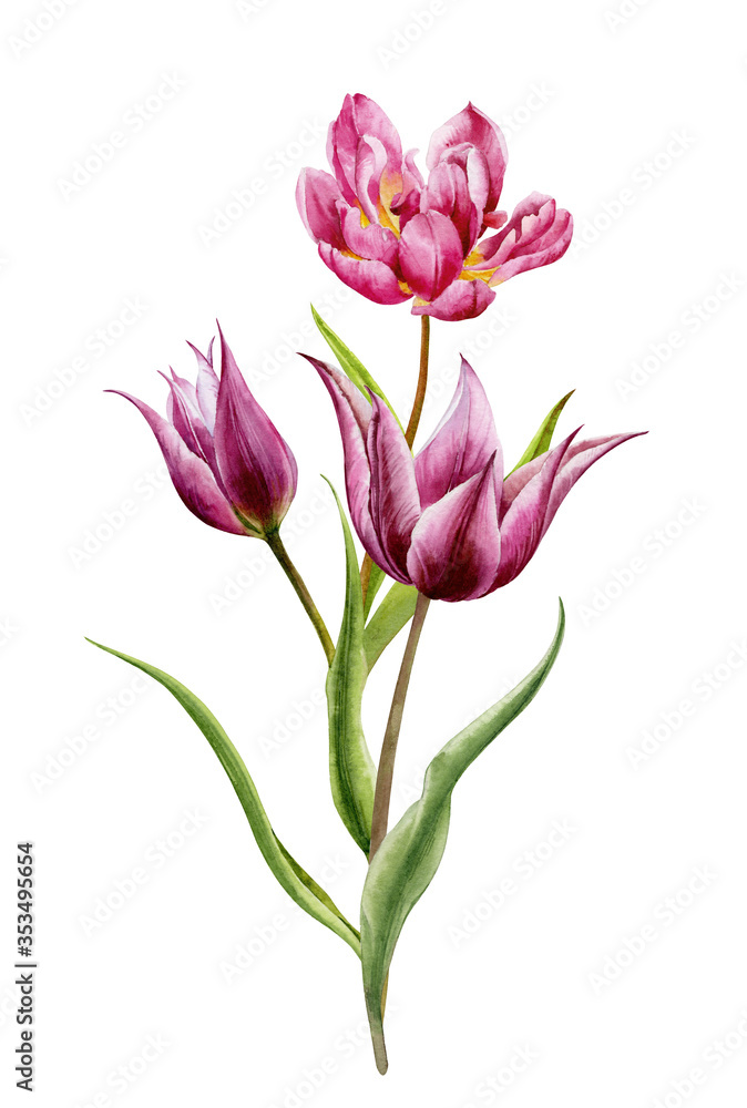 Watercolor illustration. A bouquet of pink and dark red tulips on a white background.