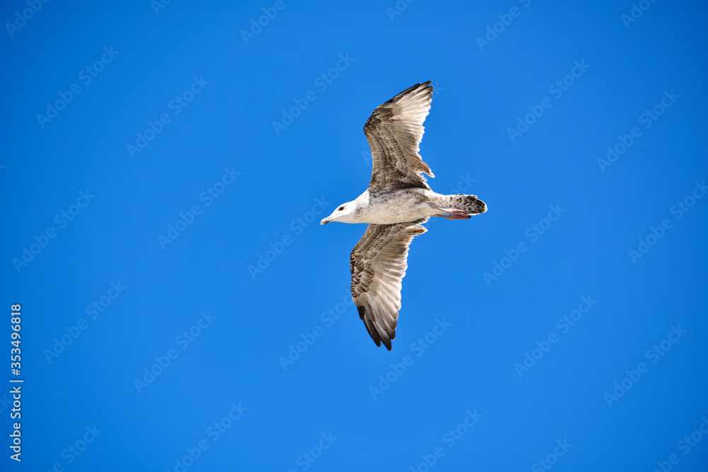 Obraz premium Gaviotas