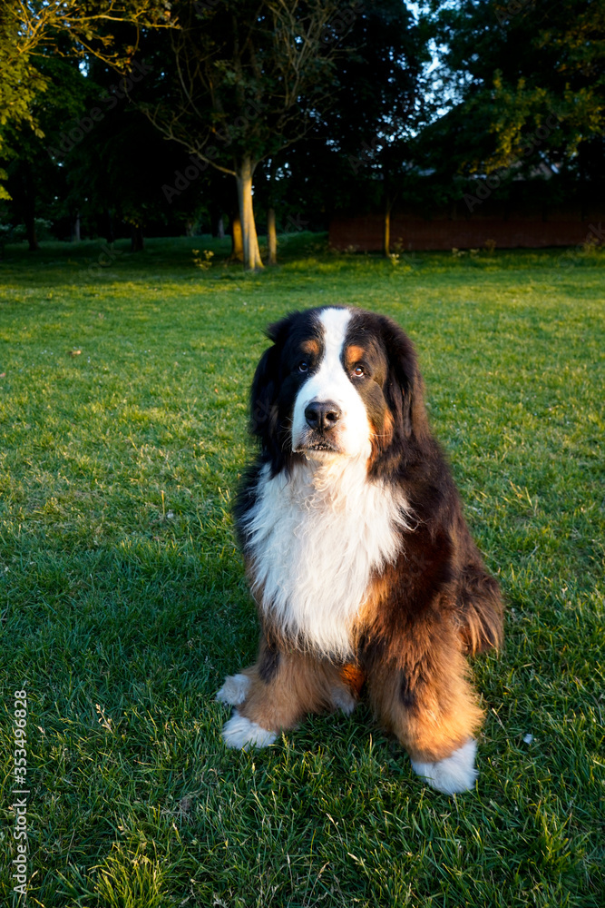 Serious Bernese Mountain Dog sitting on the grass at the park. Serious Bernese Mountain Dog sitting on the grass at the park.