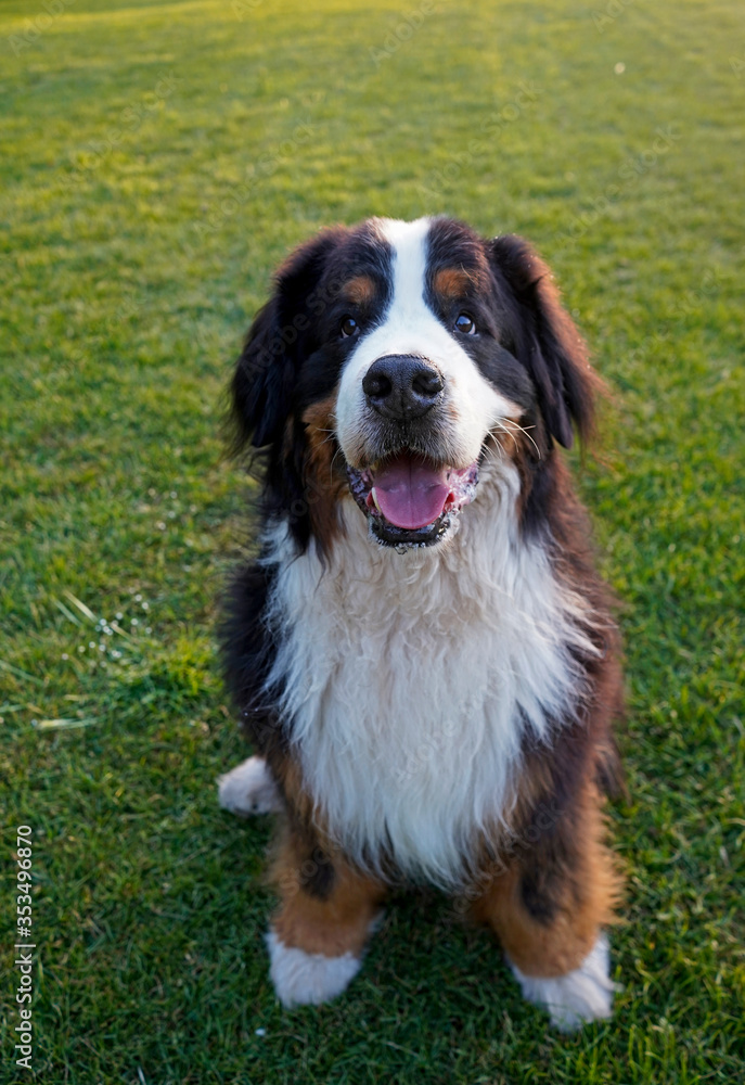 Large fluffy dog sitting on the green grass in the park. 