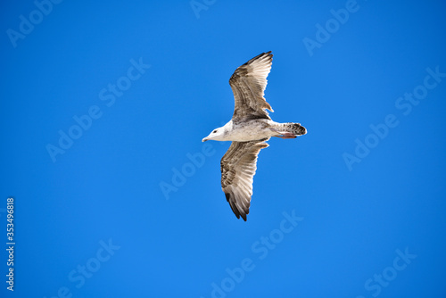 Gaviotas