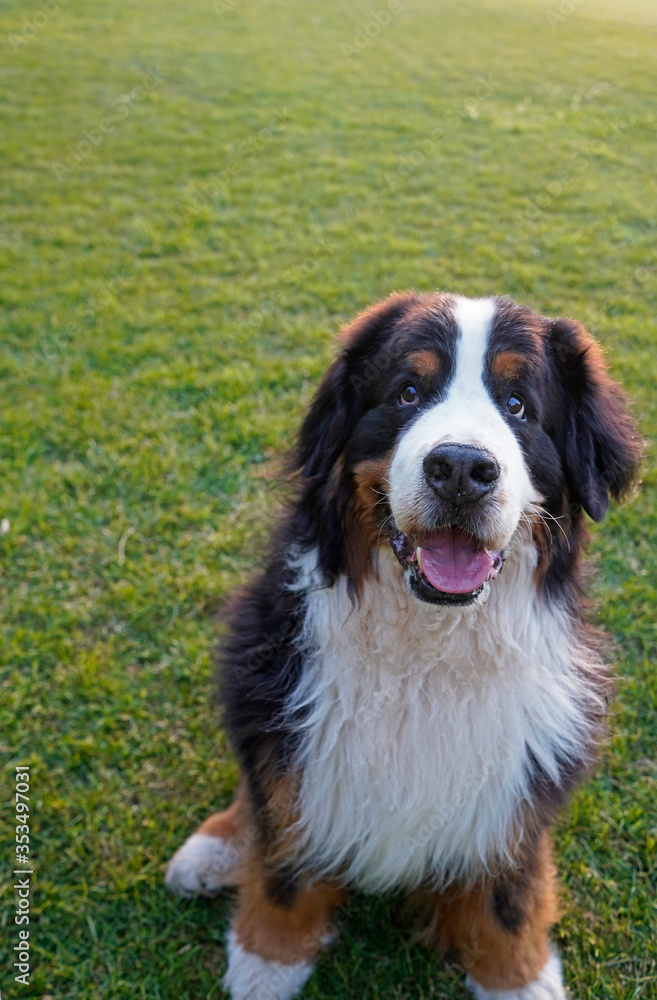 Alert Bernese Mountain Dog sitting on the grass in the park Alert Bernese Mountain Dog sitting on the grass in the park