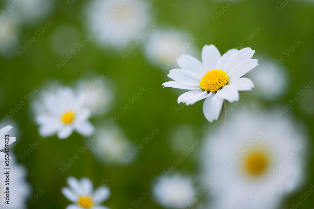 Close up shot of a daisy on a green background Close up shot of a daisy on a green background