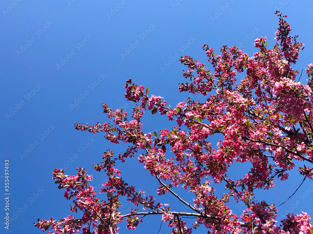 Sakura tree in bloom